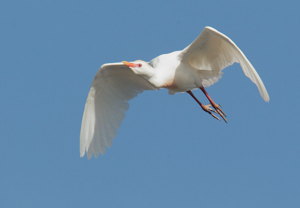 Cattle Egret