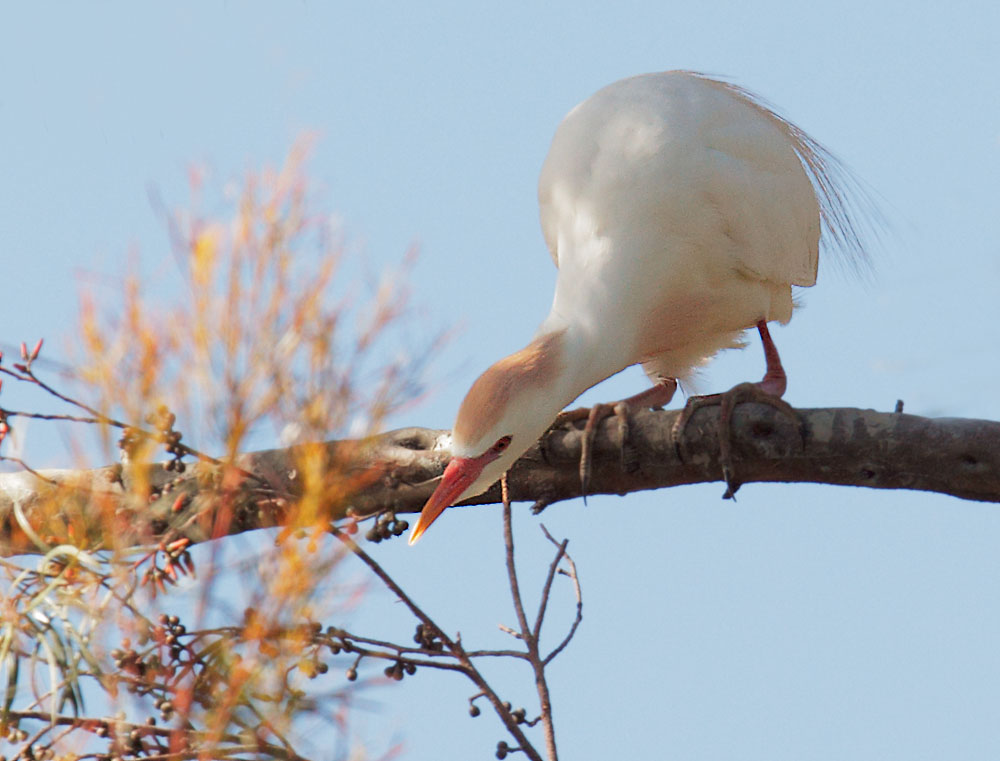 Cattle Egret