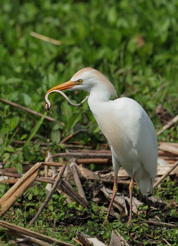 Cattle Egret