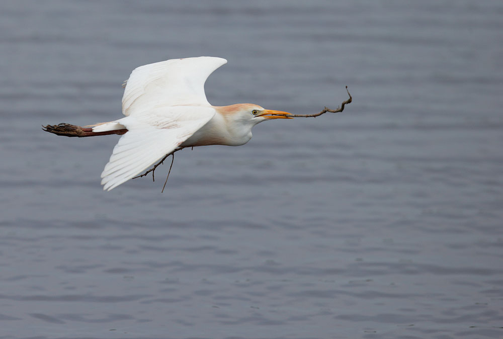 Cattle Egret
