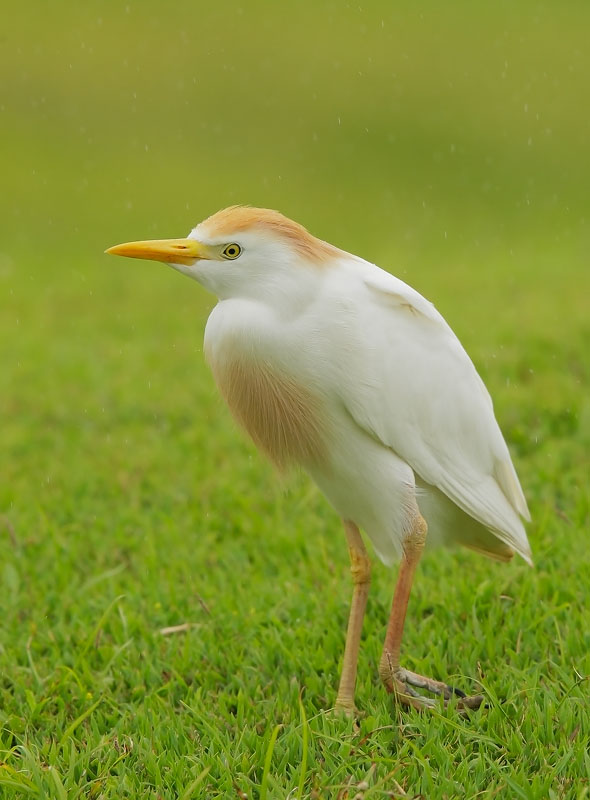 Cattle Egret