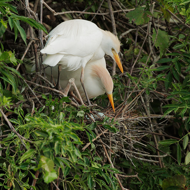 Cattle Egrets