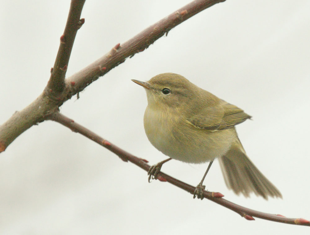 Chiffchaff