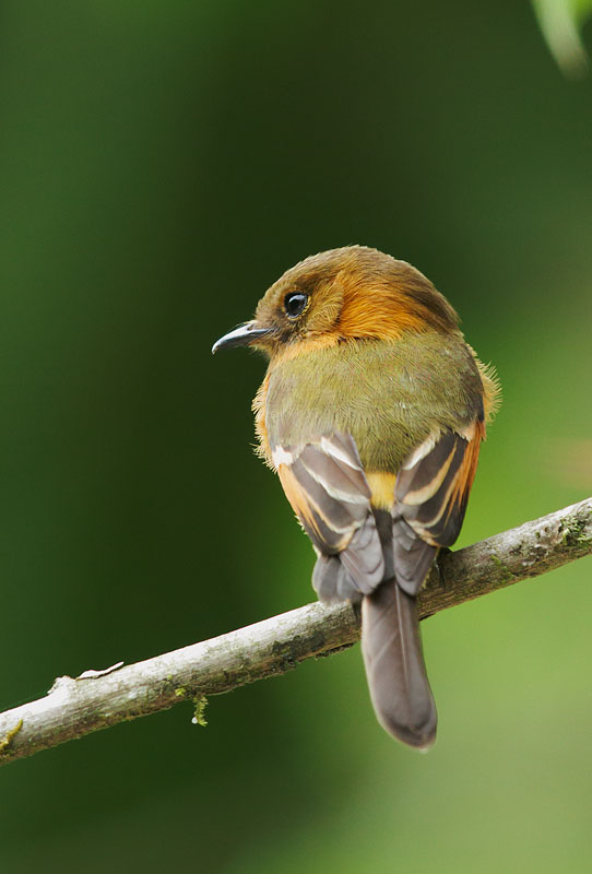 Cinnamon Flycatcher