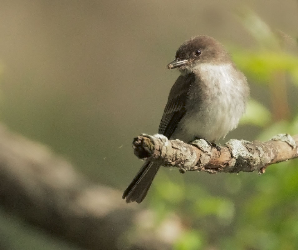 Eastern Phoebe