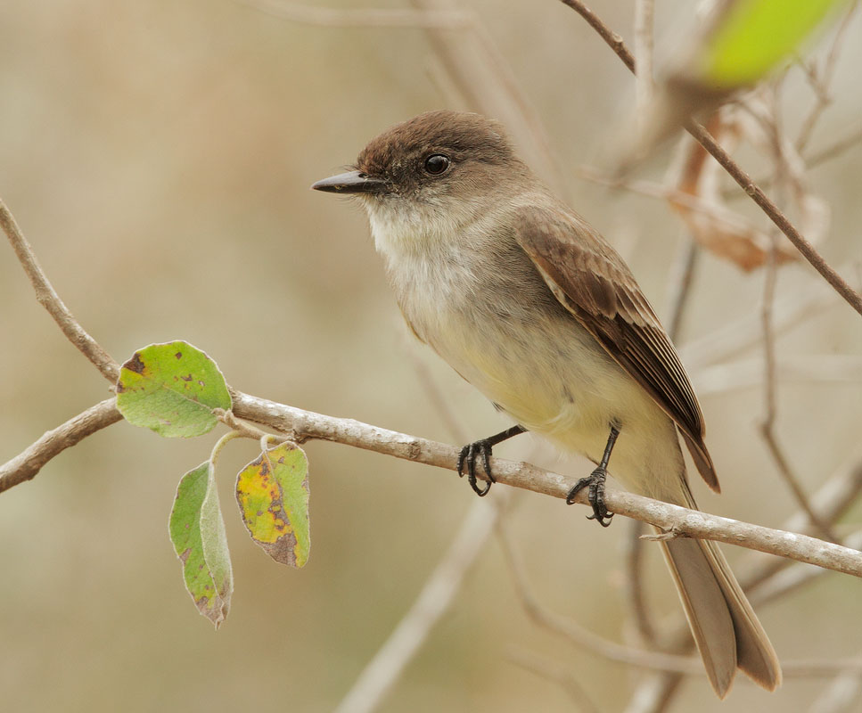 Eastern Phoebe