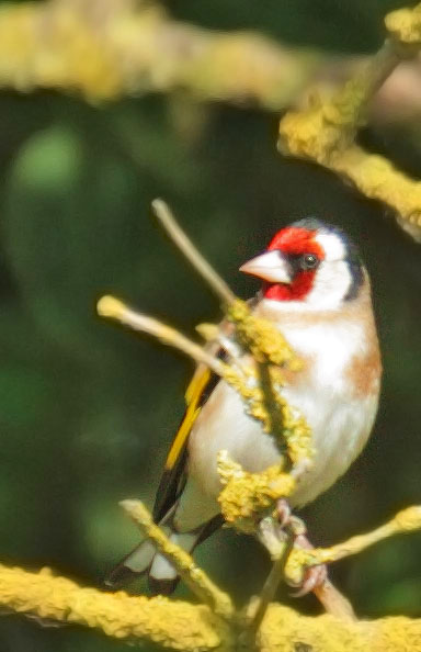 European Goldfinch