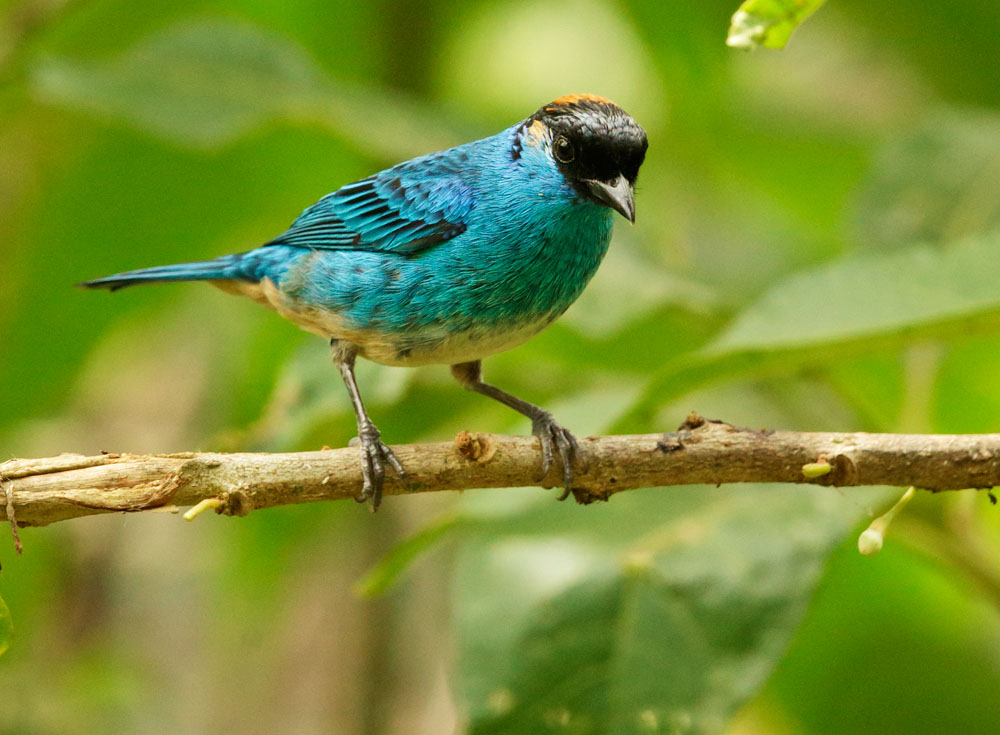 Golden-naped Tanager