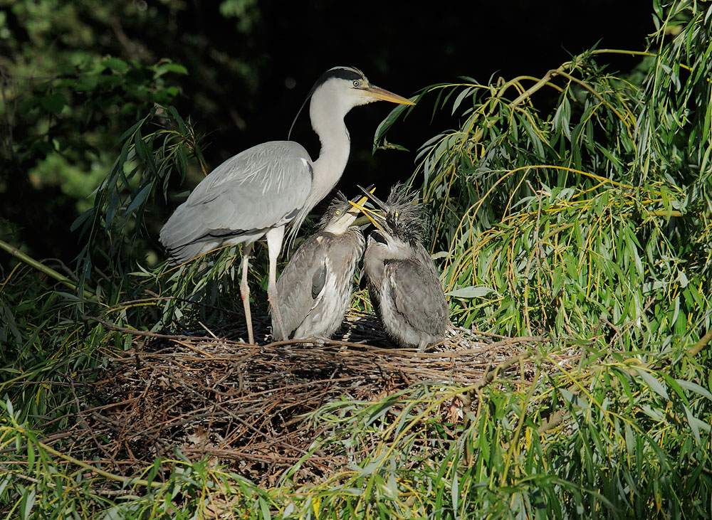 Gray Herons