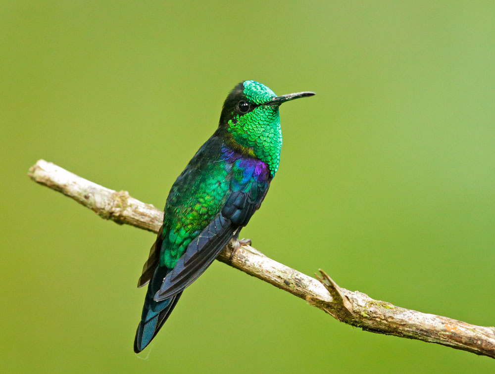 Green-crowned Woodnymph