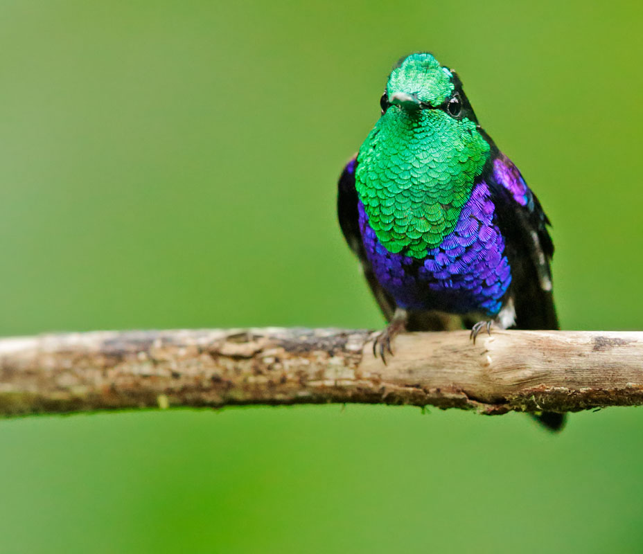 Green-crowned Woodnymph