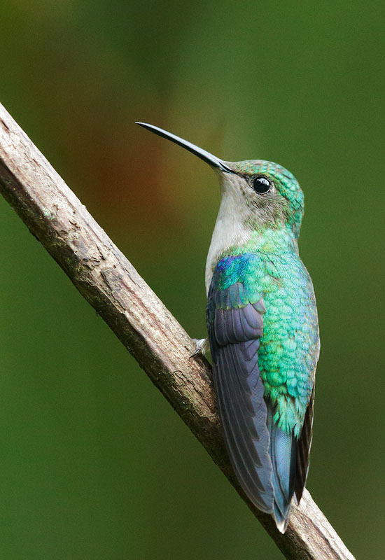 Green-crowned Woodnymph