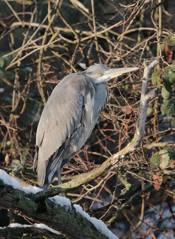 Gray Heron