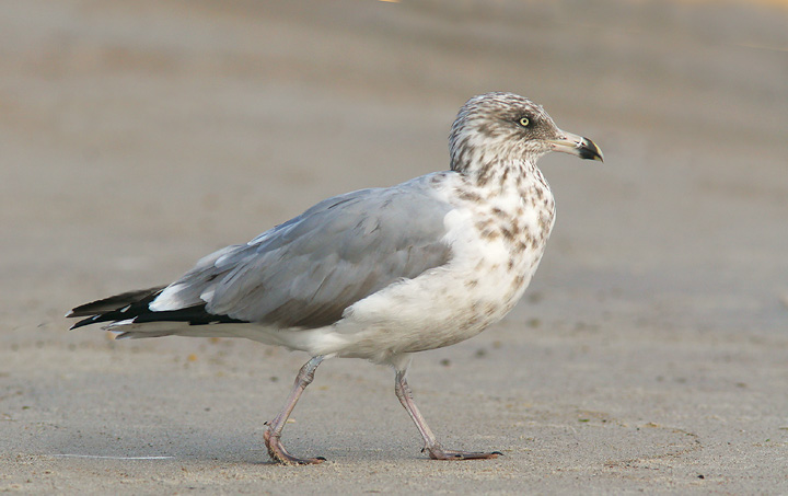 Herring Gull, third winter, 9/17/05, Hammonasset State Beach, Madison, CT