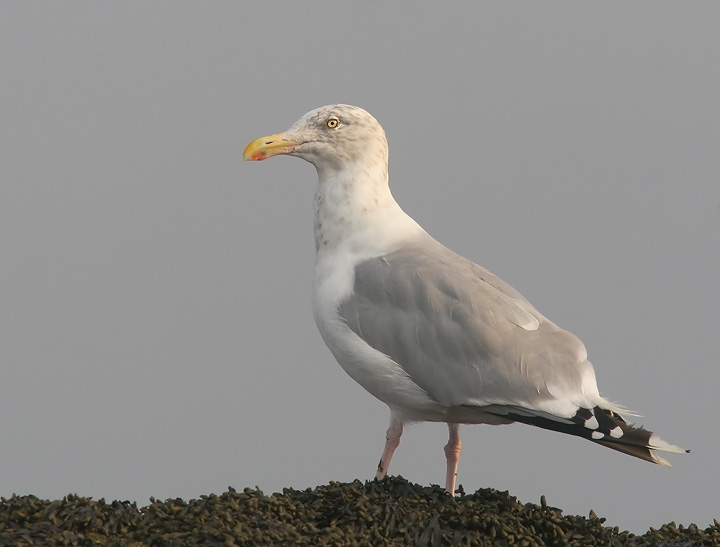 Herring Gull, adult winter, 9/17/05, Lighthouse Park, New Haven, CT
