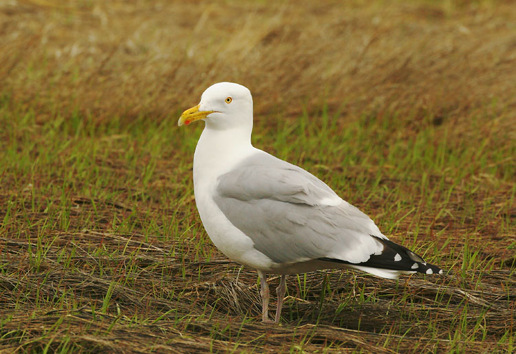 Herring Gull, adult breeding, 5/9/05, Chatham, MA