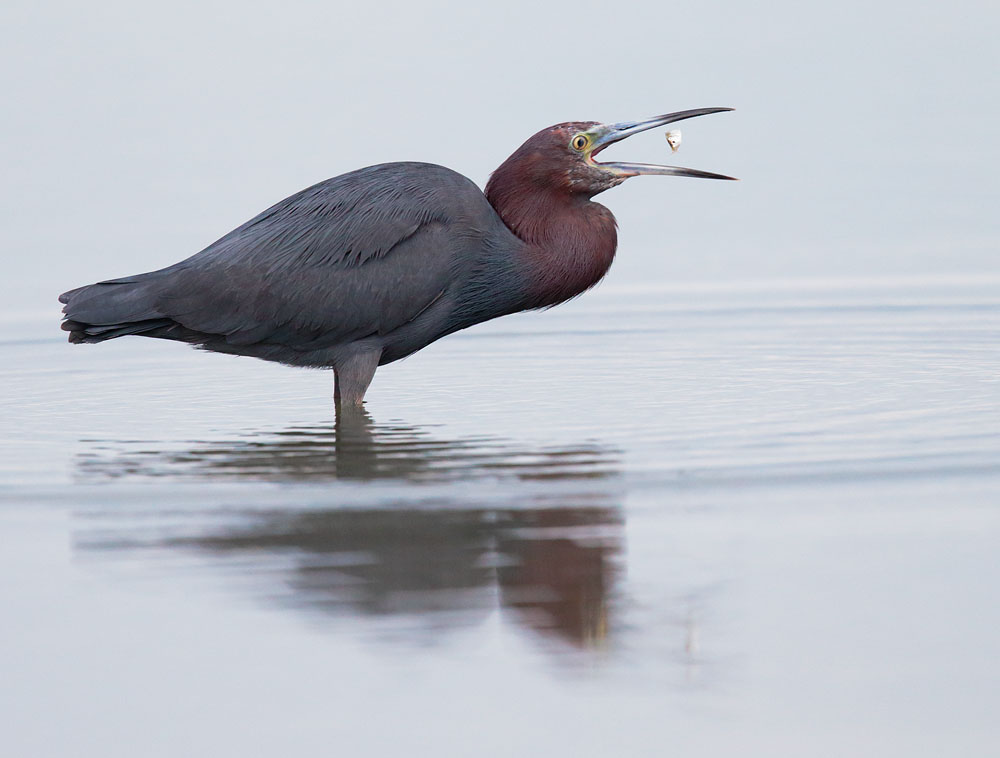 Little Blue Heron