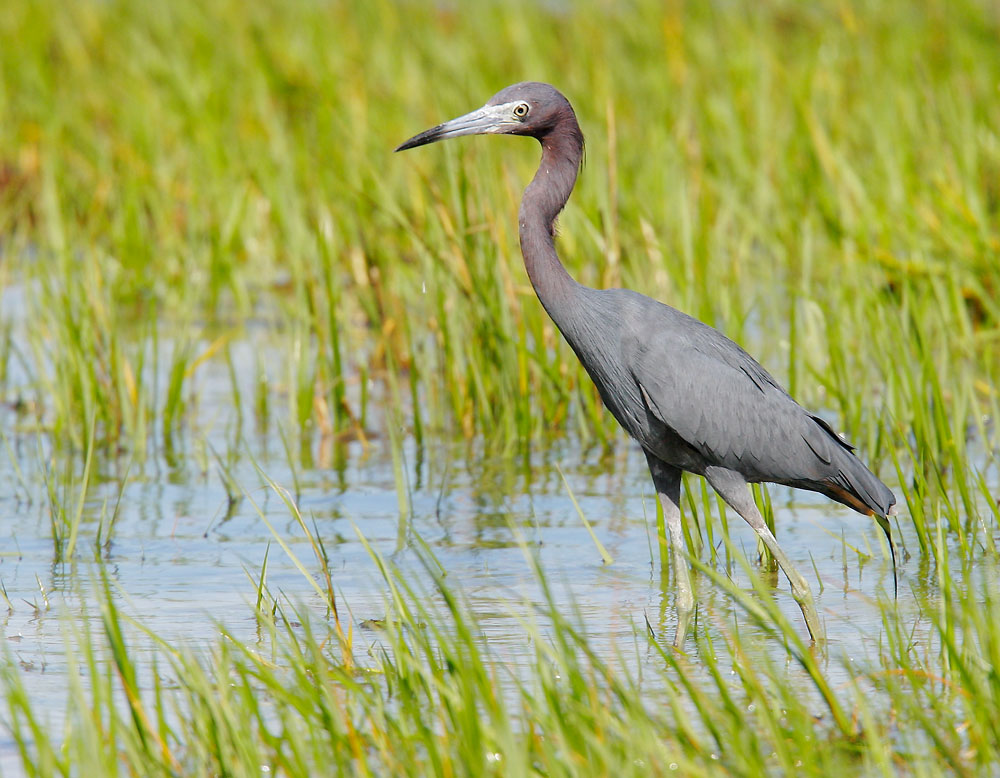Little Blue Heron