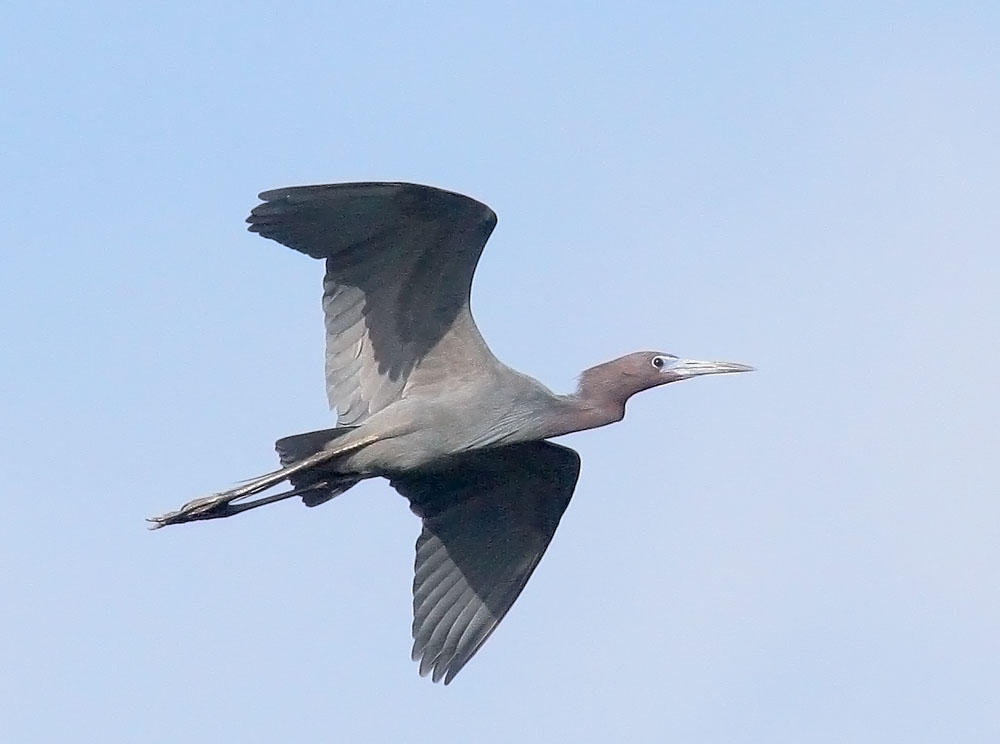 Little Blue Heron