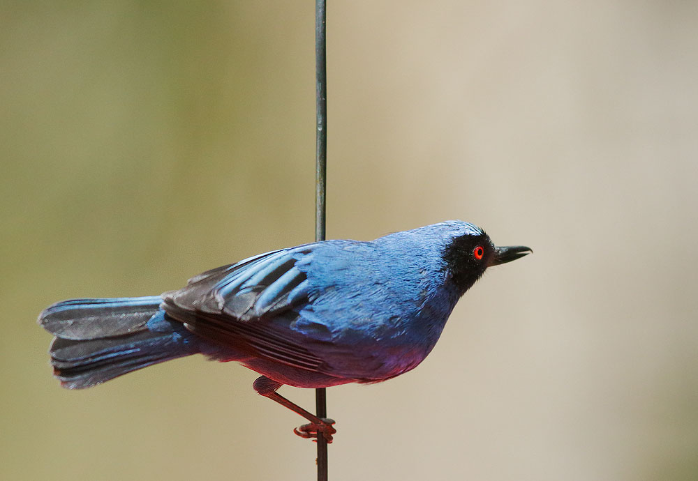 Masked Flowerpiercer