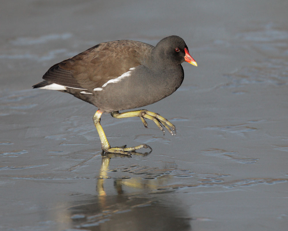 Common Moorhen