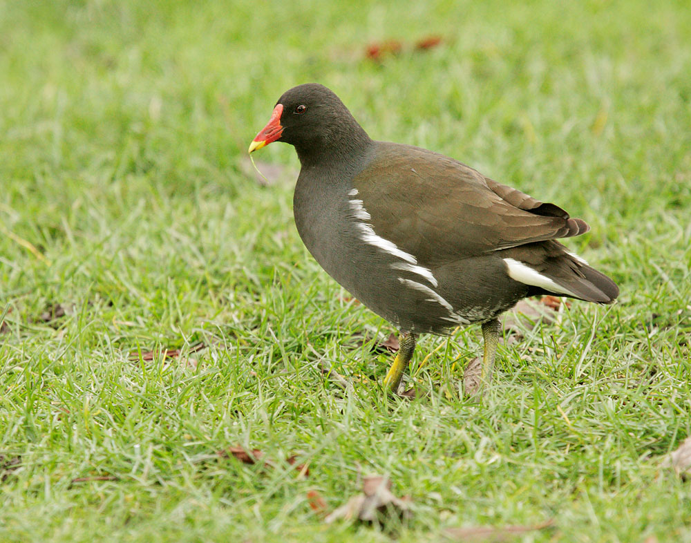 Common Moorhen