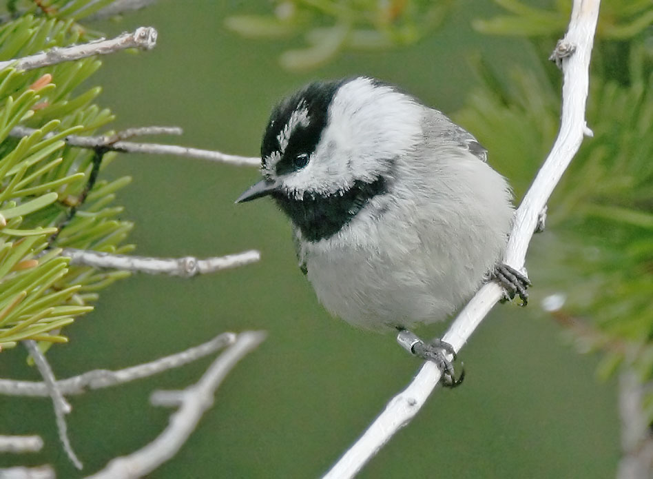 Mountain Chickadee