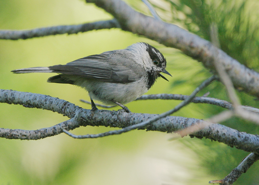 Mountain Chickadee