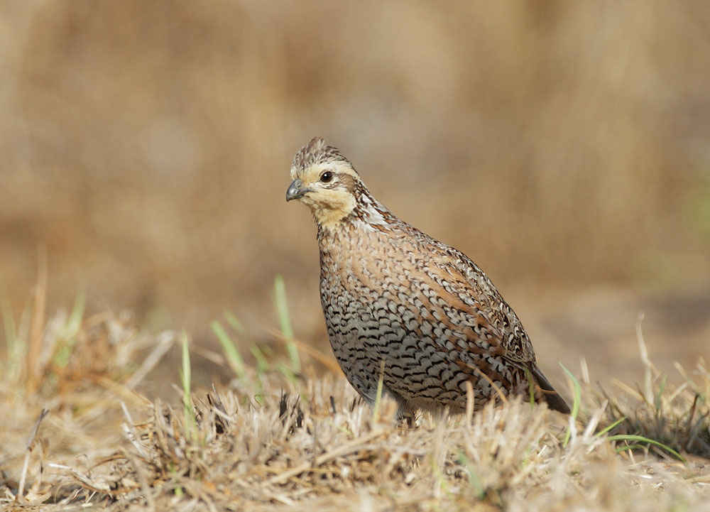 Northern Bobwhite