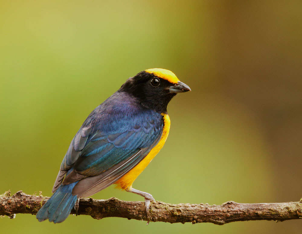 Orange-bellied Euphonia