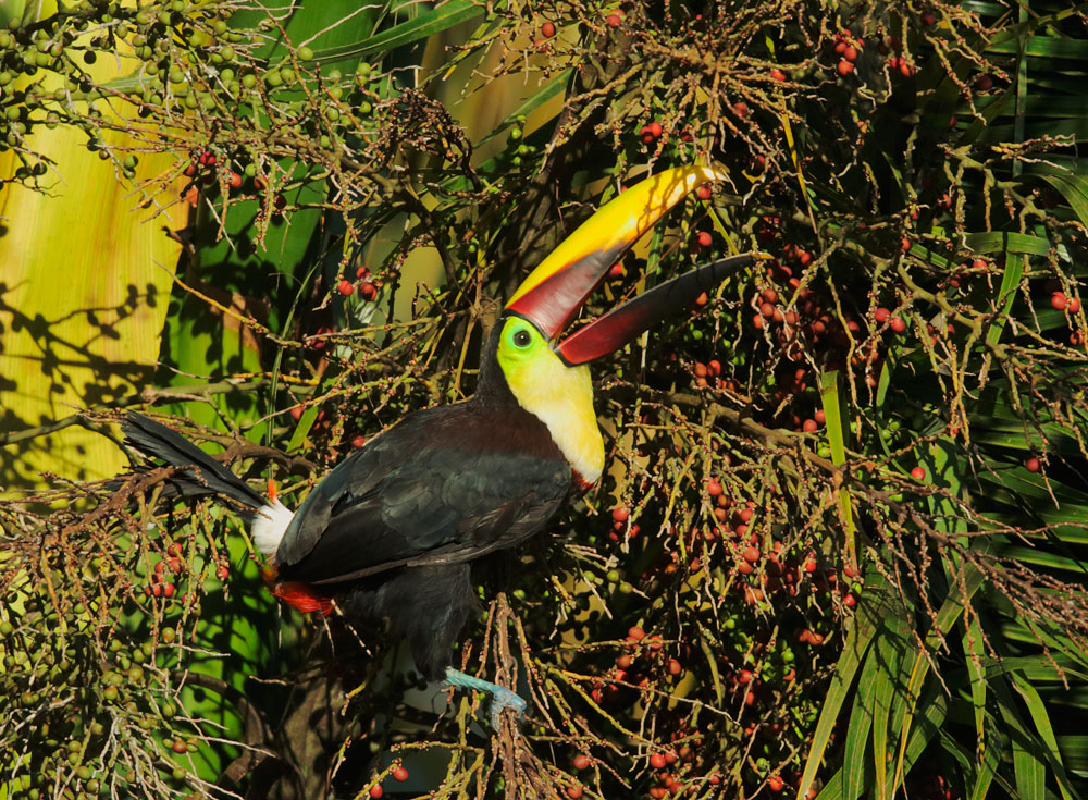 Chestnut-mandibled Toucan