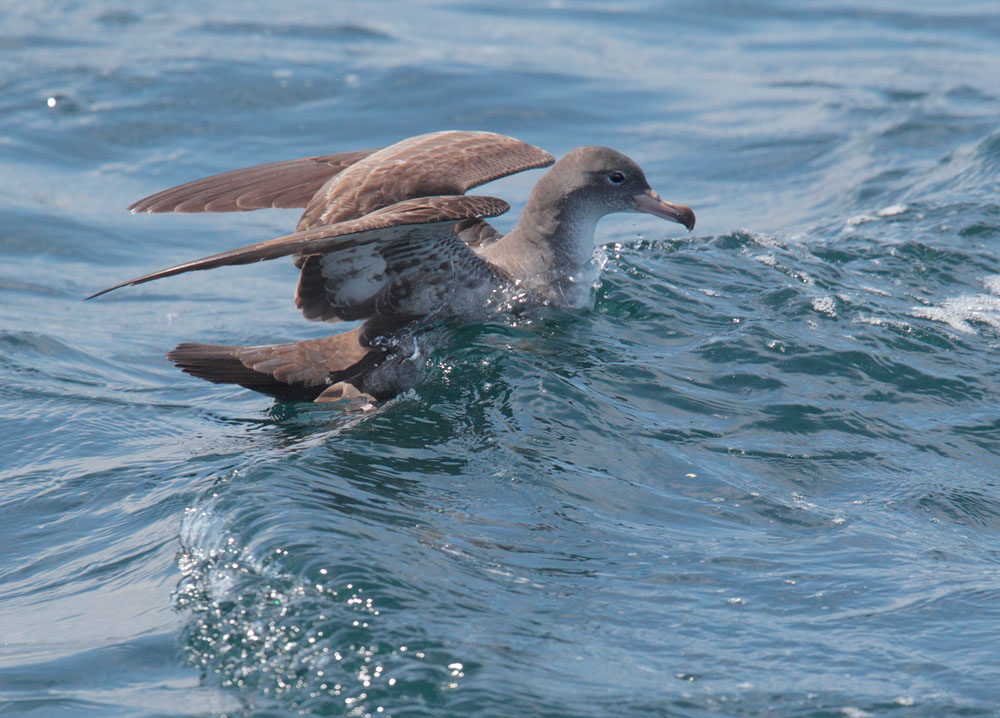 Pink-footed Shearwater