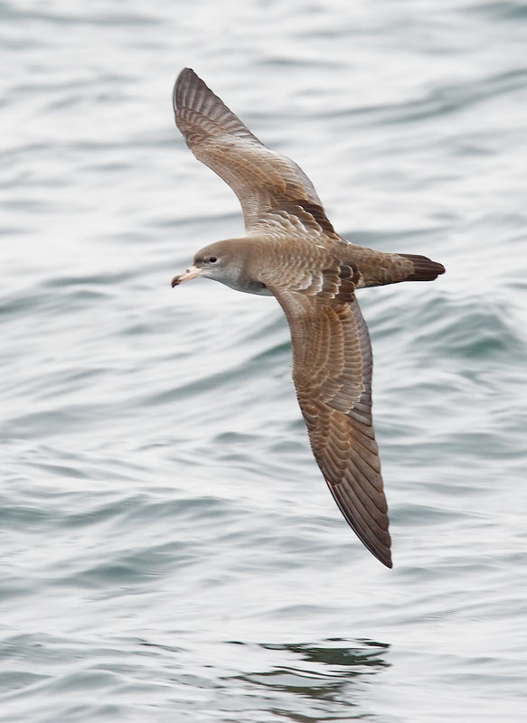 Pink-footed Shearwater