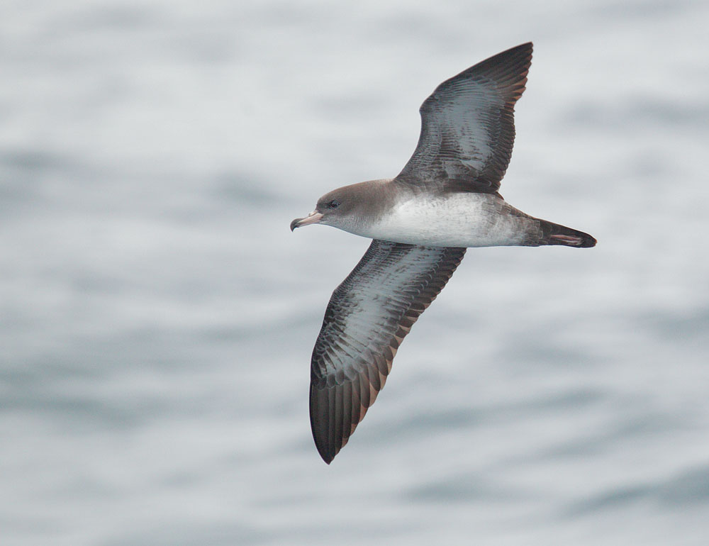 Pink-footed Shearwater