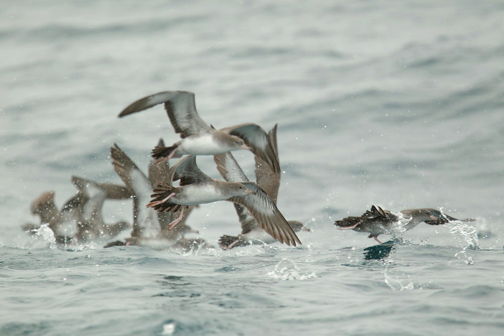 Pink-footed Shearwaters