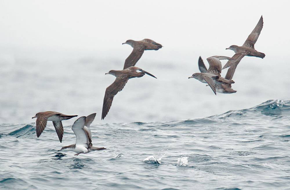 Pink-footed and Buller's Shearwaters