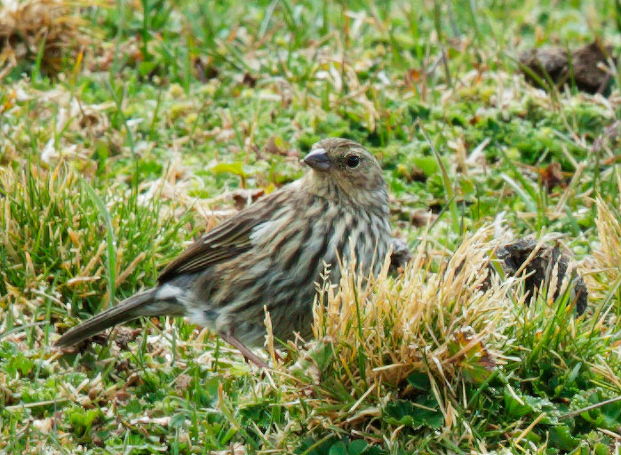 Plumbeous Sierra-Finch