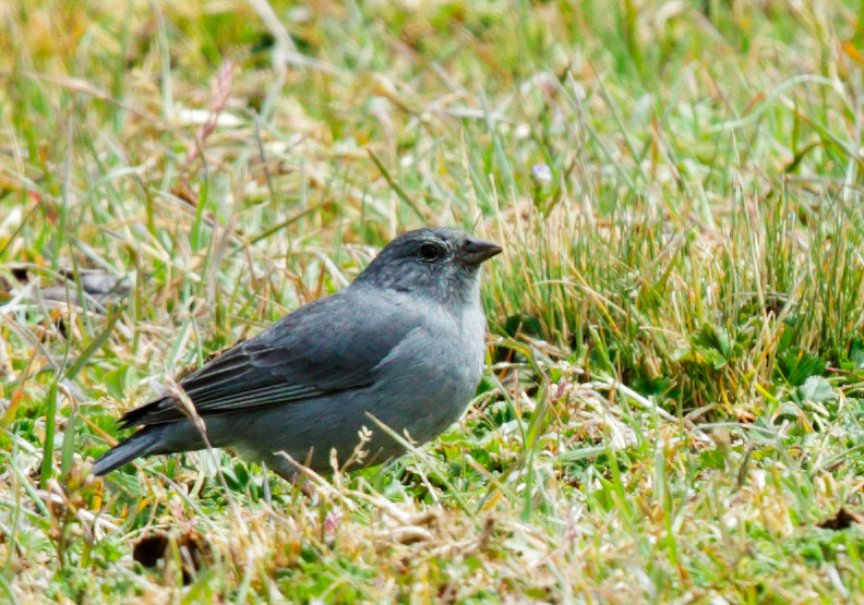 Plumbeous Sierra-Finch