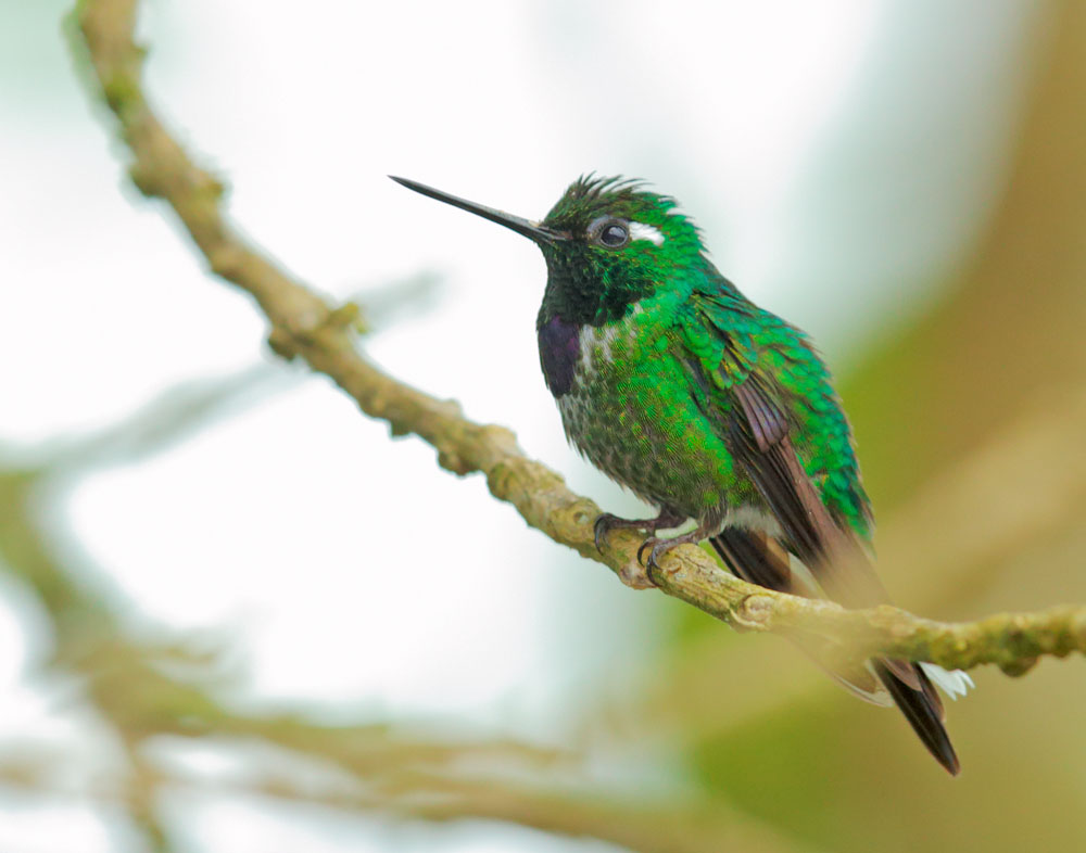 Purple-bibbed Whitetip
