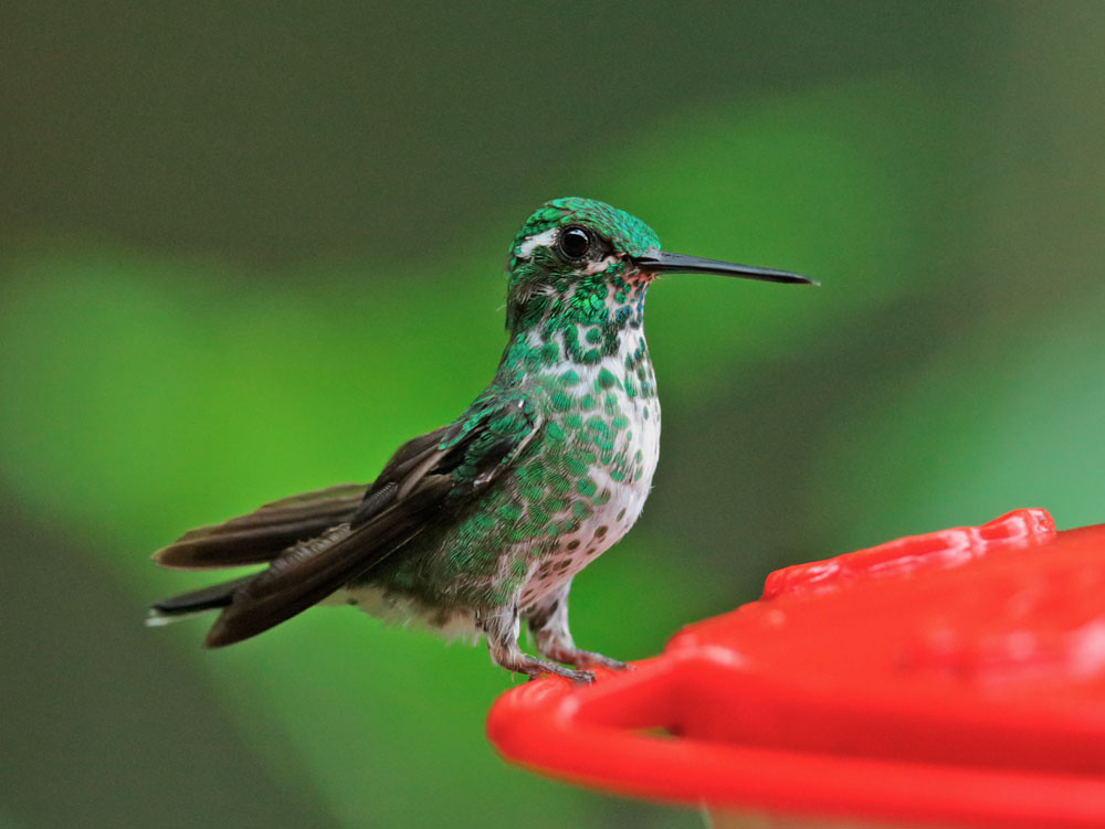 Purple-bibbed Whitetip