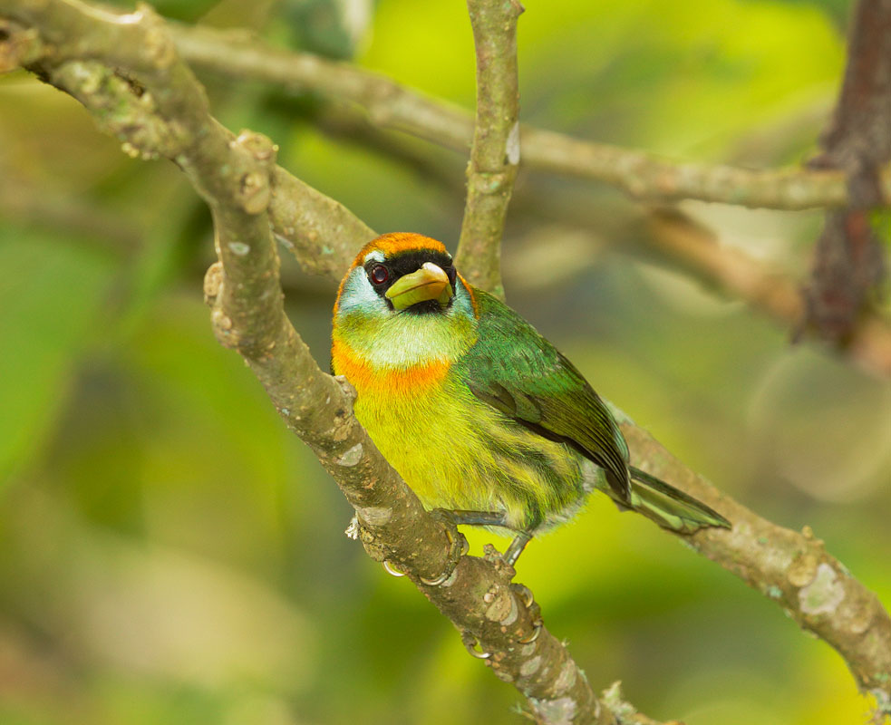 Red-throated Barbet