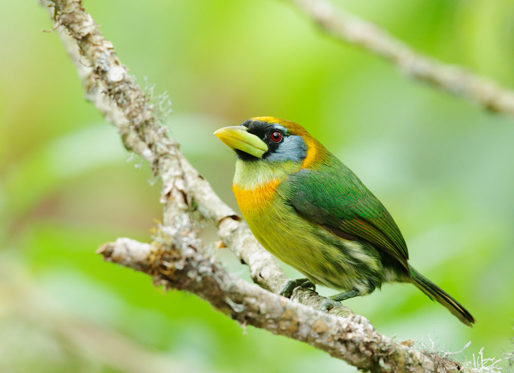 Red-throated Barbet