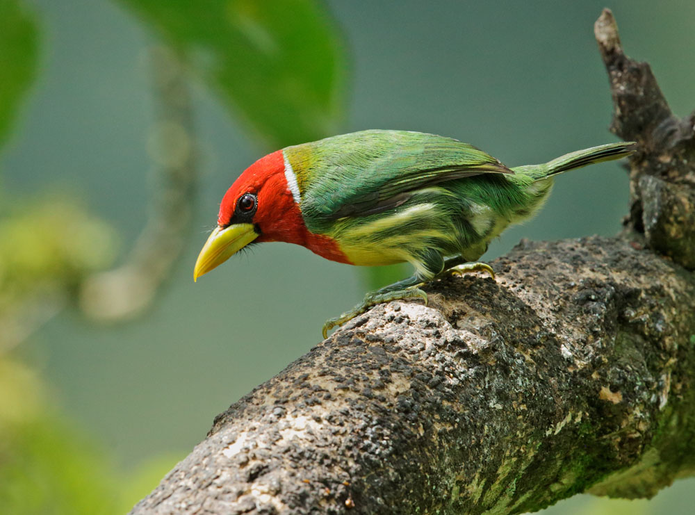 Red-headed Barbet