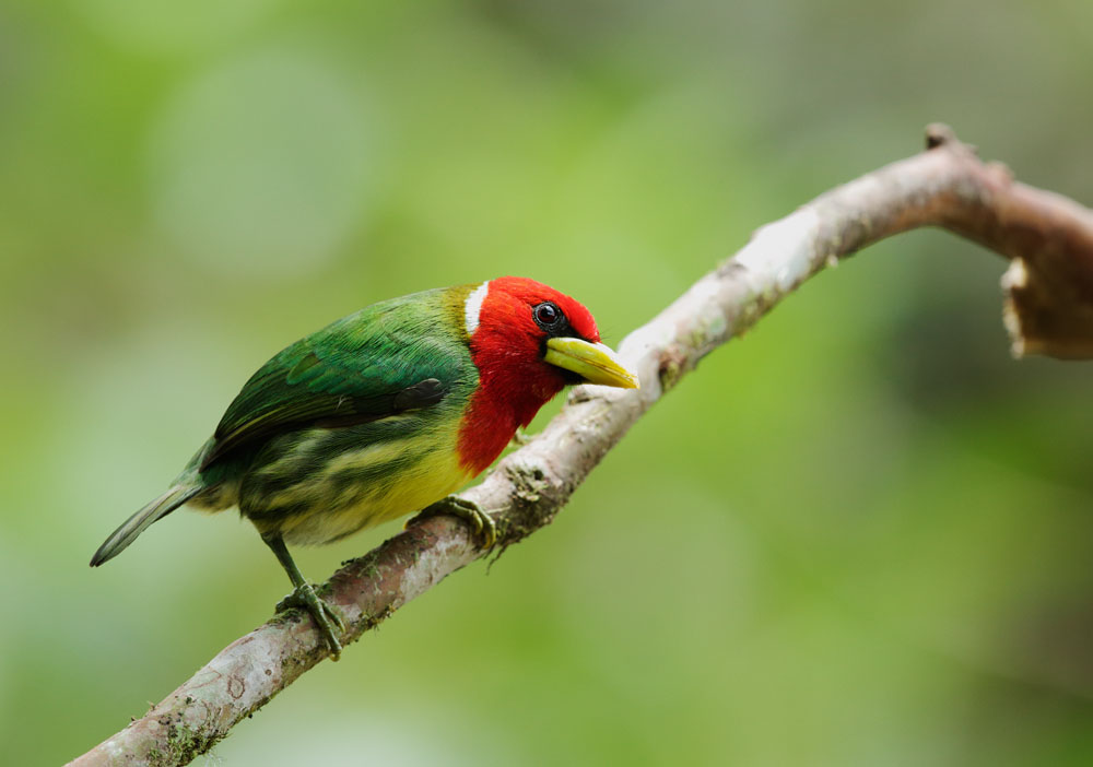 Red-headed Barbet