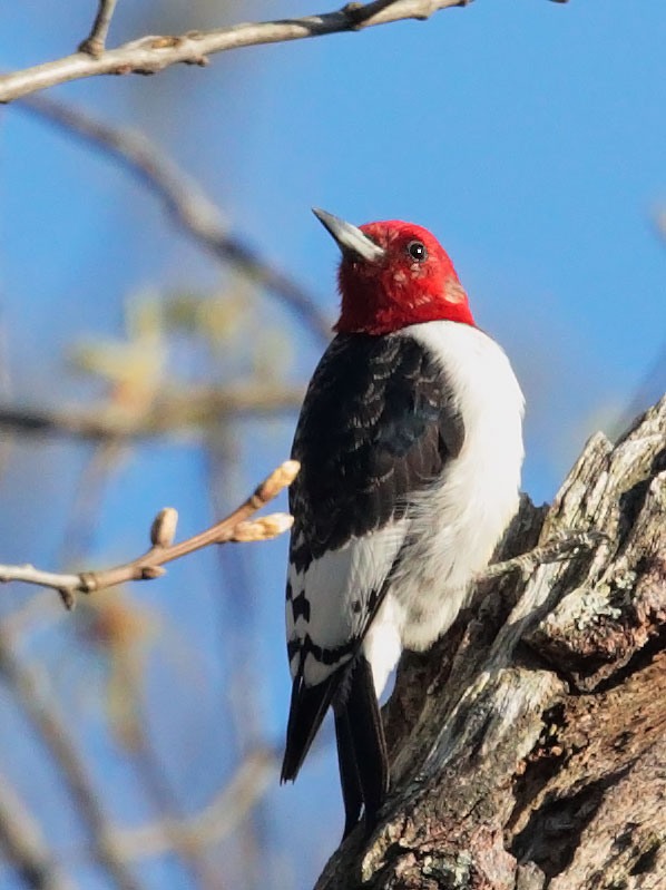 Red-headed Woodpecker