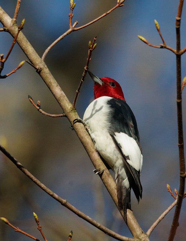 Red-headed Woodpecker