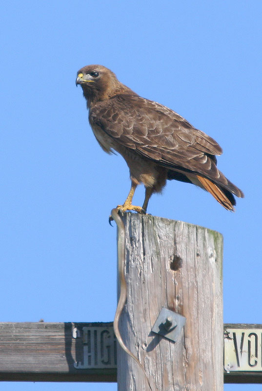 Red-tailed Hawk