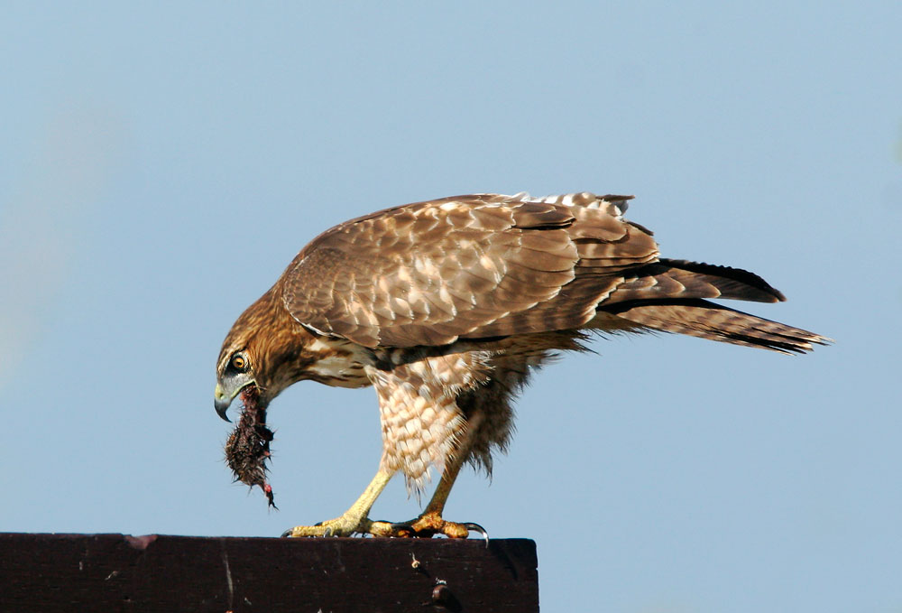 Red-tailed Hawk