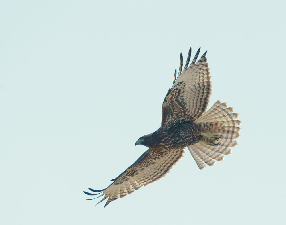 Red-tailed Hawk