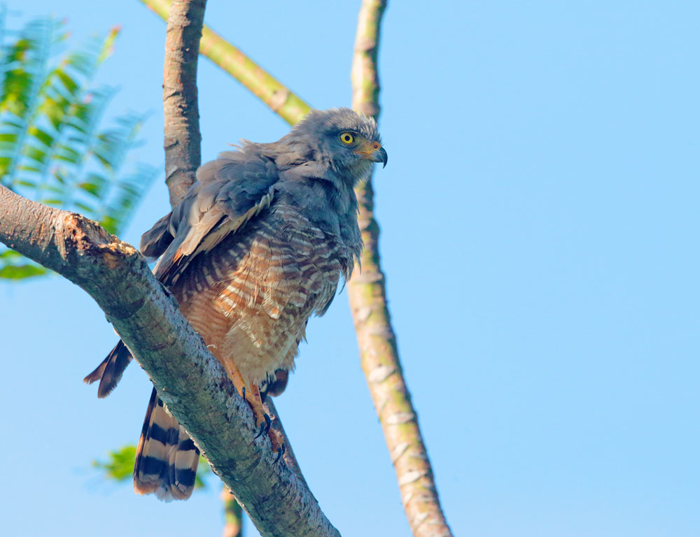 Roadside Hawk